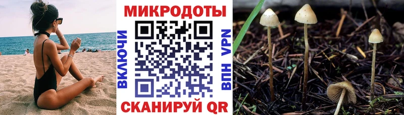 наркота  Алейск  Галлюциногенные грибы Psilocybe 